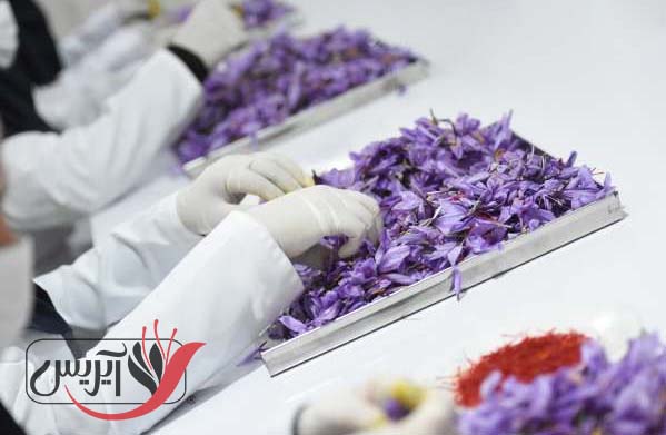 مراحل خشک کردن زعفران در کارخانه