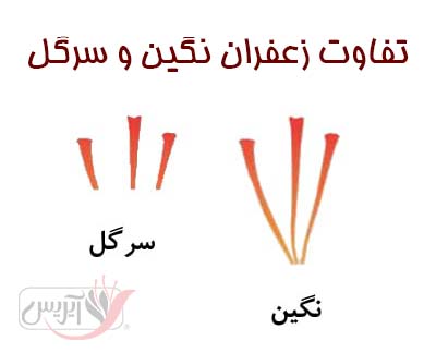 تفاوت زعفران نگین و سرگل