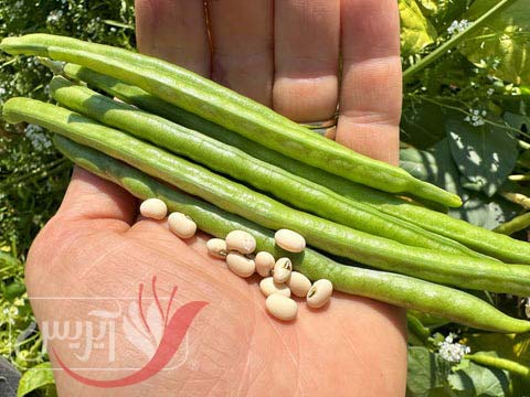 تاریخچه لوبیا چشم بلبلی